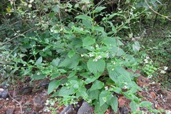 Adelocaryum coelestinum